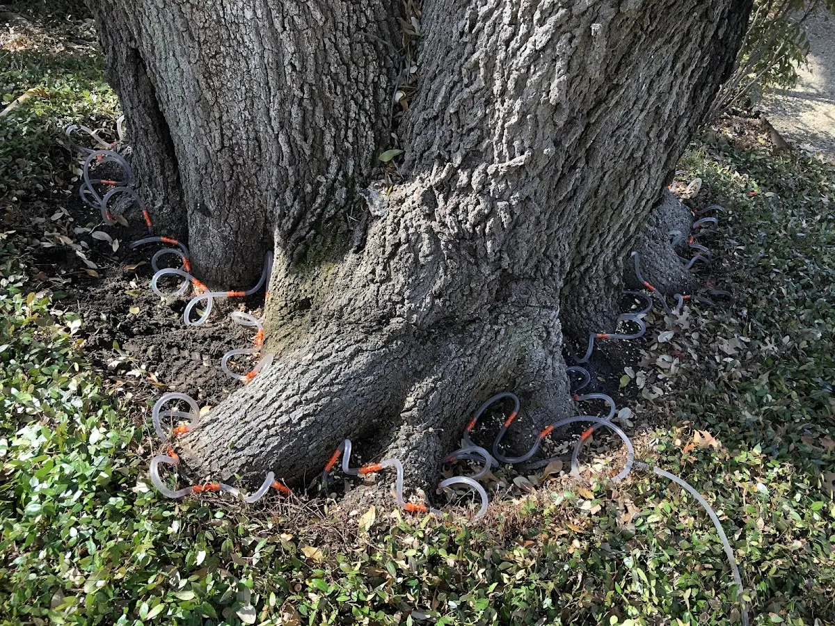 Detailed Tree Cabling and Bracing job site in Holly Pond