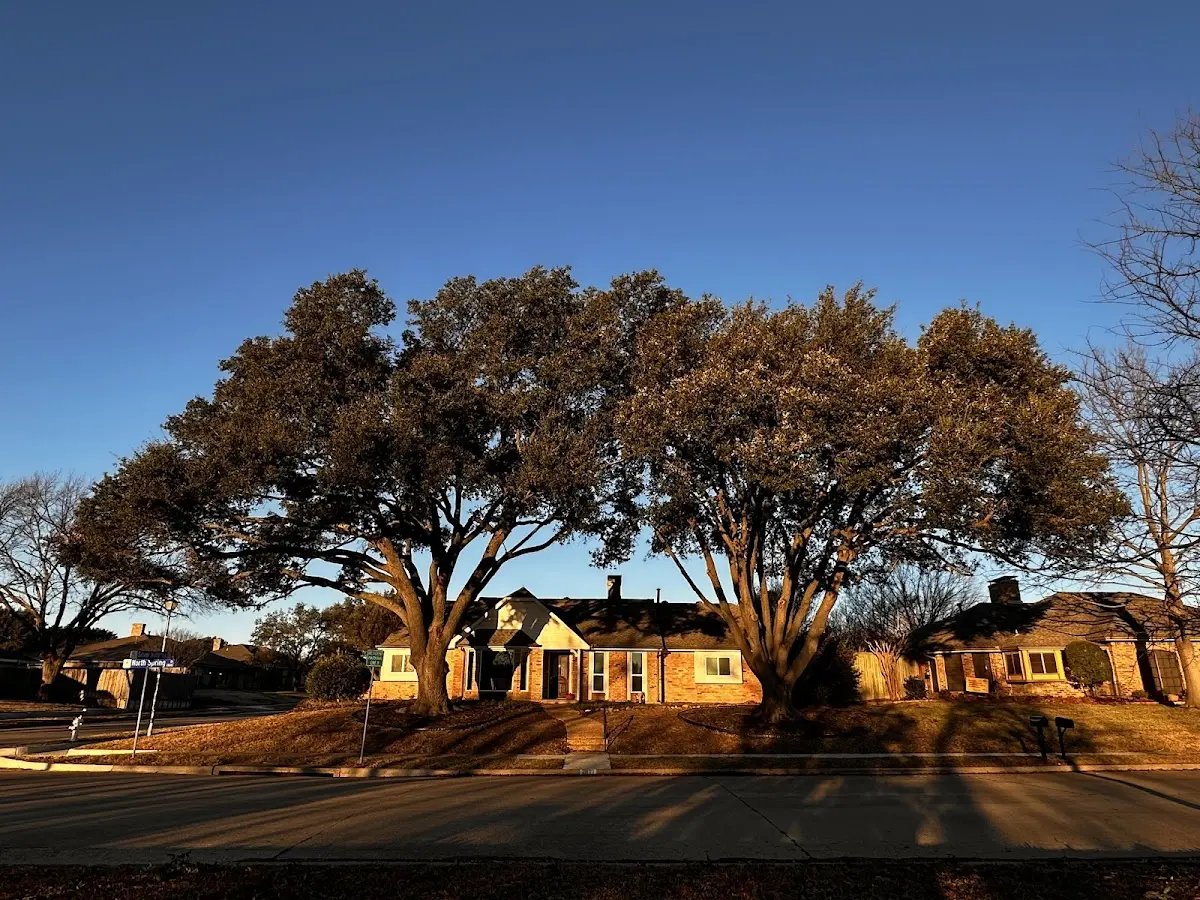 Established residential canopy tree shading a home in Holly Pond